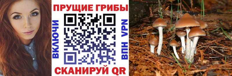 Псилоцибиновые грибы прущие грибы  купить наркотик  Адыгейск 